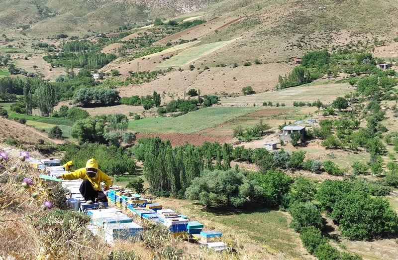 یادگیری زنبورداری | اقامت در کوهستان