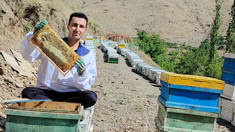 یادگیری زنبورداری | تأملات در کوهستان